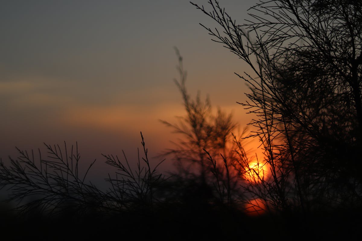 Odber z periférnej krvi